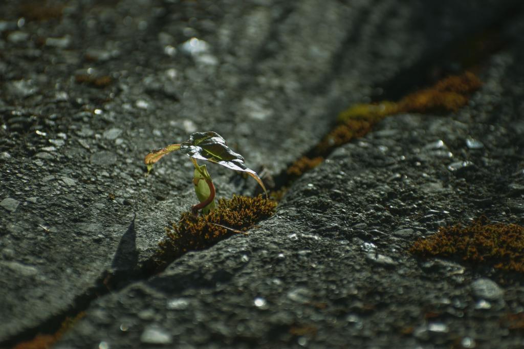 Widerstandskraft und Anpassungsfähigkeit: Darunter versteht man Resilienz. Foto: Adobe Stock