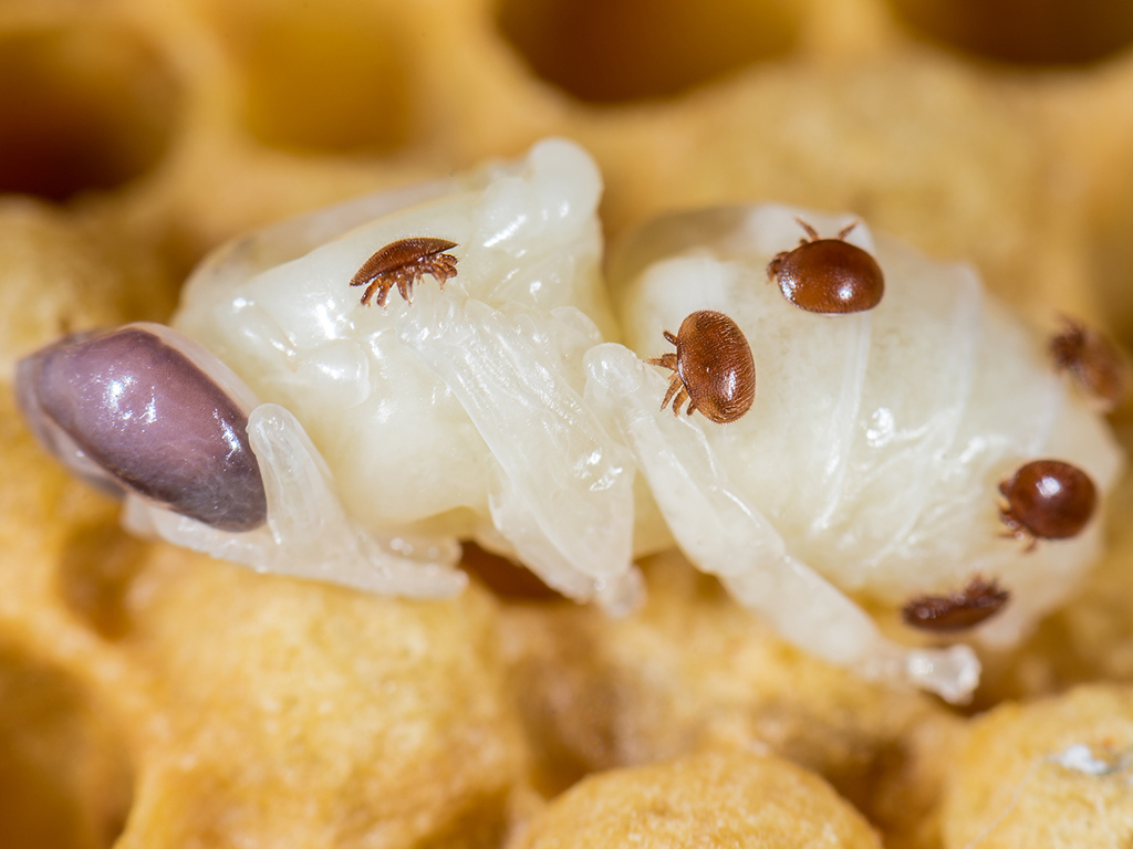 Die Varroamilbe ist eine grosse Bedrohung f&uuml;r die Westliche Honigbiene. (&copy; mirkograul / Fotolia)