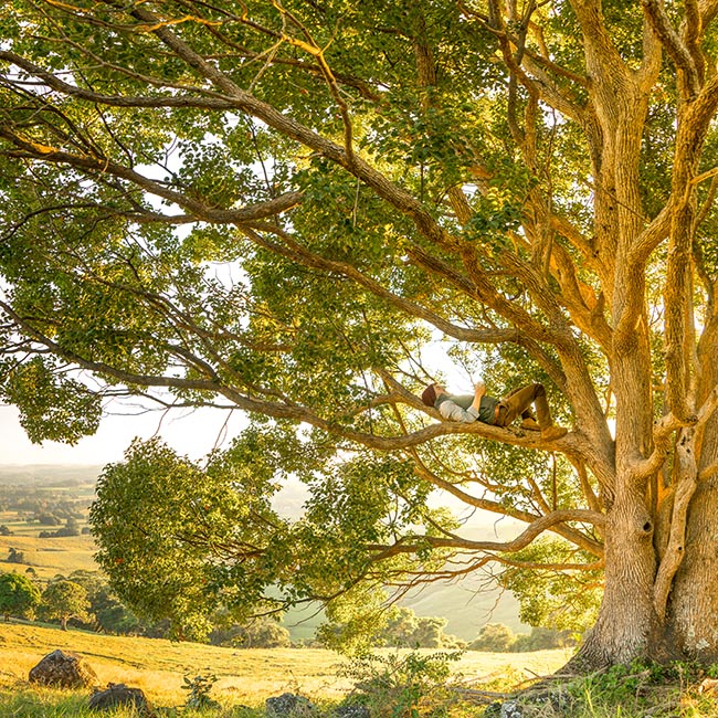 Entspannung in den Bäumen